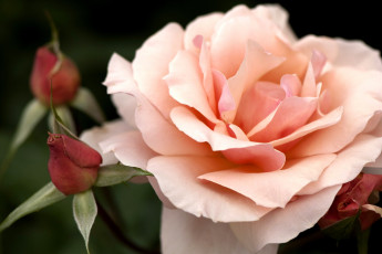 Картинка цветы розы розовый лепестки бутоны