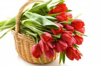 Картинка red tulips цветы тюльпаны корзина