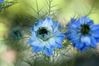 Картинка цветы нигелла голубой