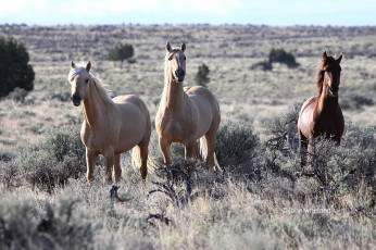 Картинка животные лошади мустанги