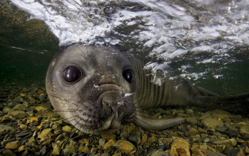 обоя seal, животные, тюлени, морские, львы, котики, глаза, морда, котик, усы