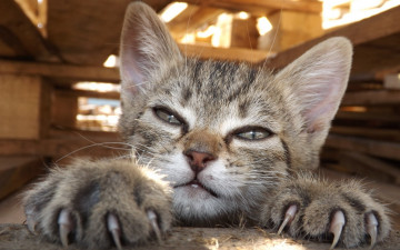 Картинка животные коты котёнок когти