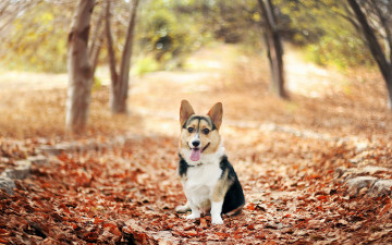 Картинка животные собаки взгляд собака осень