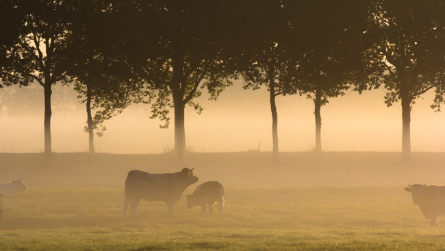 Обои картинки фото животные, коровы, буйволы, пейзаж, туман, поле, утро