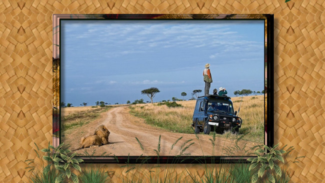Обои картинки фото животные, львы, лев, человек, автомобиль, саванна, дорога