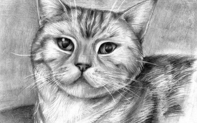 Обои картинки фото рисованные, животные, коты, кот