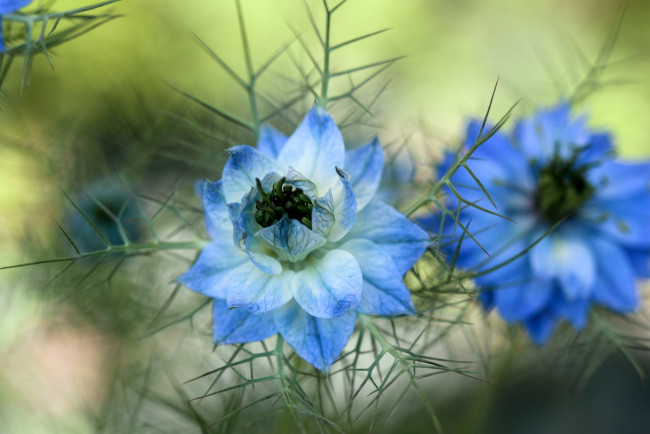 Обои картинки фото цветы, нигелла, голубой