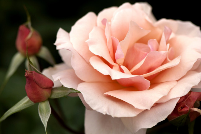 Обои картинки фото цветы, розы, розовый, лепестки, бутоны