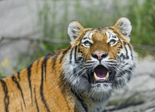 Картинка животные тигры дикая кошка хищник морда клыки
