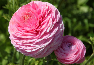 Картинка цветы ранункулюс азиатский лютик розовый шар