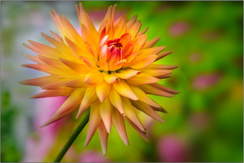 Картинка цветы георгины цветок бутон лепестки