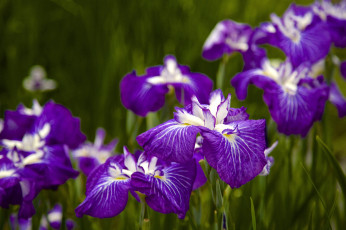 Картинка цветы ирисы фиолетовый