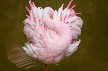 Картинка животные фламинго птица перья шея