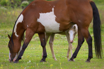 Картинка животные лошади пастбище материнство жеребёнок