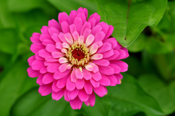 Картинка цветы цинния макро розовый