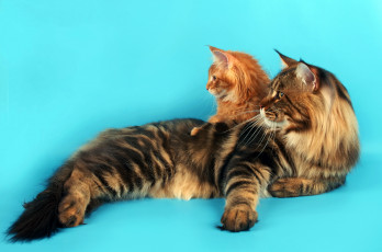 Картинка maine coon животные коты кошка котенок