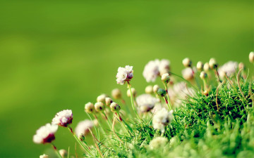 Картинка цветы трава