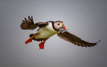 Картинка животные тупики птица полёт рыба улов