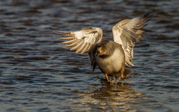 Картинка животные утки вода крылья взлёт
