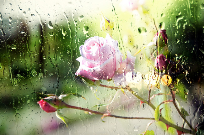 Обои картинки фото цветы, розы, вода, бутон, стекло