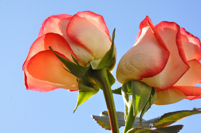 Обои картинки фото цветы, розы, алые, ветка