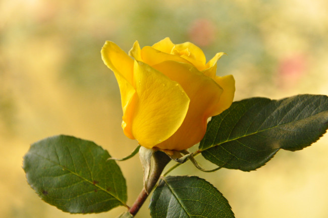 Обои картинки фото цветы, розы, роза, желтая, ветка