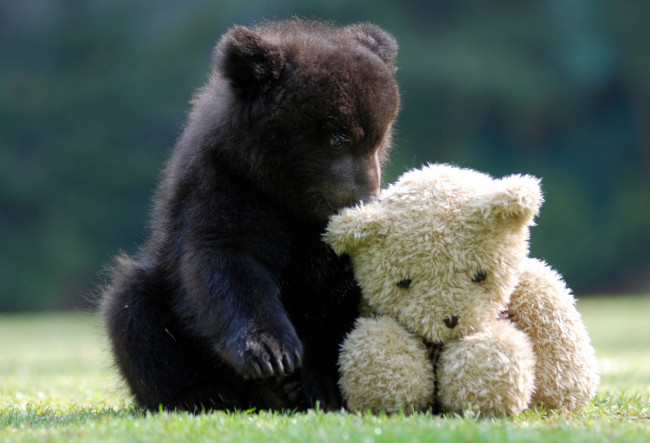 Обои картинки фото животные, медведи, игрушка, плюшевый, мишка, медвежонок
