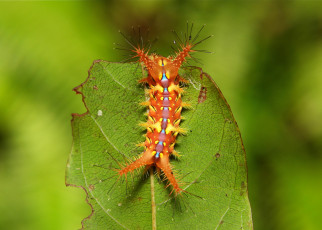 Картинка животные гусеницы гусеница макро лист