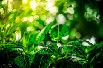 Картинка природа листья макро зеленый