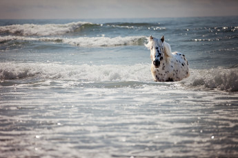 Картинка животные лошади море купание волны лошадь