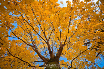Картинка природа деревья жёлтая corrado orio photography листва клён дерево ноябрь осень
