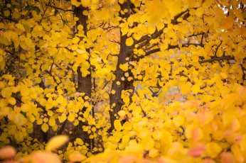 Картинка природа листья листва ветки октябрь осень тополь осинообразный