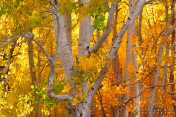 Картинка природа деревья тополь осинообразный листва ветки октябрь осень