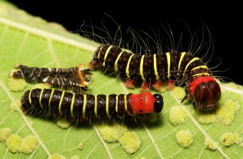 Картинка животные гусеницы макро полосатые пара лист