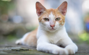 Картинка животные коты кошка взгляд поза бело-рыжая портрет блики