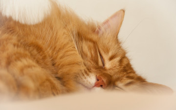 Картинка животные коты рыжий кот сон отдых