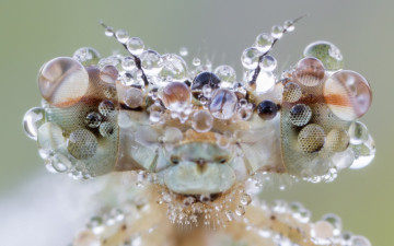 Картинка животные стрекозы макро капли воды насекомое