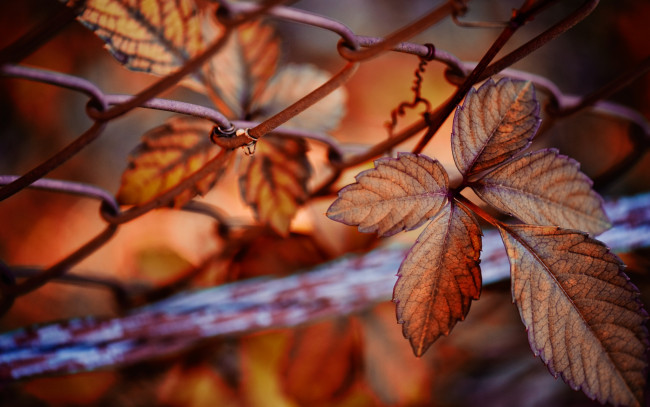Обои картинки фото природа, листья, макро, сетка, листва, сентябрь, осень