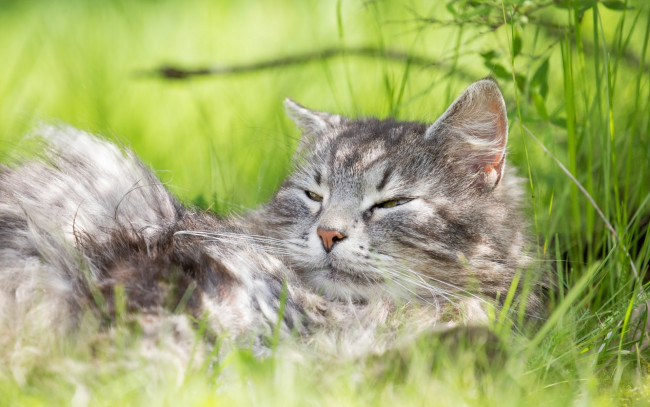 Обои картинки фото животные, коты, лето, отдых, серый, кот, трава