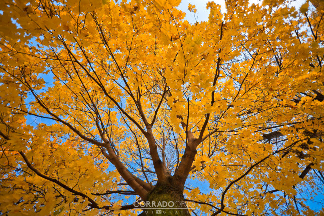 Обои картинки фото природа, деревья, жёлтая, corrado, orio, photography, листва, клён, дерево, ноябрь, осень