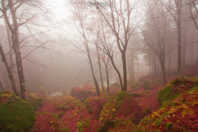 Обои картинки фото природа, лес, камни, листва, дымка, октябрь, corrado, orio, photography, деревья, осень