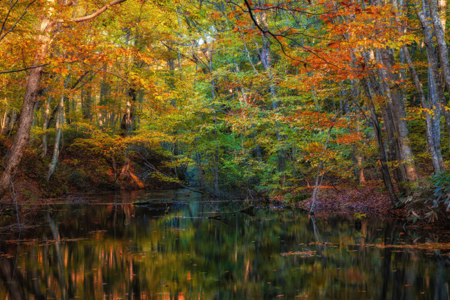 Обои картинки фото природа, реки, озера, осень, река, лес