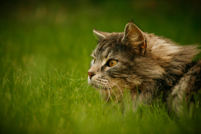 Обои картинки фото животные, коты, кот, зелень, трава, взгляд, внимание, пушистый, серый