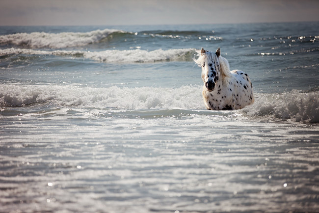 Обои картинки фото животные, лошади, море, купание, волны, лошадь