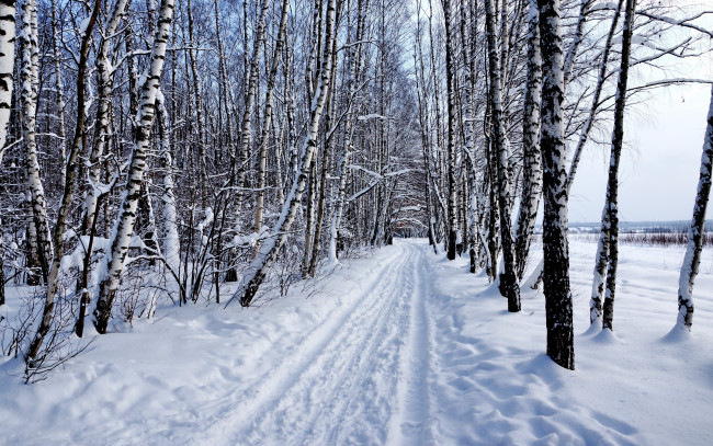 Обои картинки фото природа, зима, снег, лес, пейзаж, берёзы