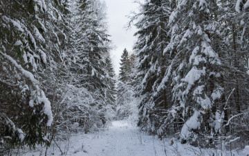 Картинка природа лес дорога в лесу ели снежная снежно снег елки зима