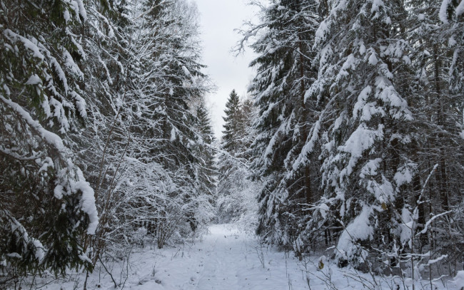 Обои картинки фото природа, лес, дорога, в, лесу, ели, снежная, снежно, снег, елки, зима