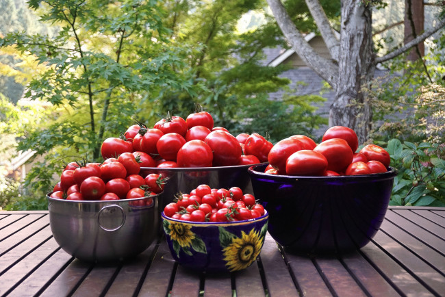 Обои картинки фото еда, помидоры, урожай, томаты