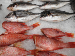 Картинка еда рыбные+блюда +с+морепродуктами рыба