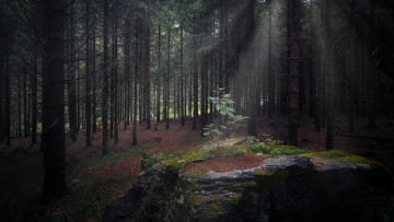Картинка природа лес сосны стволы сумрак